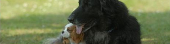Cachorra com problemas de vis�o tem c�o-guia particular